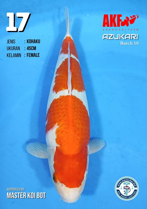 Lelang Koi Online, Jual Beli Ikan Koi, Pusat Jual Beli Koi, Info Lelang Koi Hari Ini, Platform Jual Beli Koi, Jual Beli Ikan Koi Online, Marketplace Ikan Koi, Jual Koi Terbaik, Tempat Beli Koi Berkualitas, Pasar Ikan Koi Online Terpercaya, Penjual Ikan Koi Terpercaya, Beli Koi Hias Online, Ikan Koi untuk Dijual, Koi Kualitas Terbaik, Toko Online Ikan Koi, Koi Hias Untuk Dijual, Jual Beli Ikan Koi Lokal, Koi Indonesia Online, Pusat Jual Beli Koi Terbesar