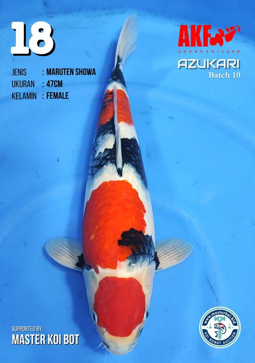Lelang Koi Online, Jual Beli Ikan Koi, Pusat Jual Beli Koi, Info Lelang Koi Hari Ini, Platform Jual Beli Koi, Jual Beli Ikan Koi Online, Marketplace Ikan Koi, Jual Koi Terbaik, Tempat Beli Koi Berkualitas, Pasar Ikan Koi Online Terpercaya, Penjual Ikan Koi Terpercaya, Beli Koi Hias Online, Ikan Koi untuk Dijual, Koi Kualitas Terbaik, Toko Online Ikan Koi, Koi Hias Untuk Dijual, Jual Beli Ikan Koi Lokal, Koi Indonesia Online, Pusat Jual Beli Koi Terbesar