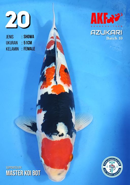 Lelang Koi Online, Jual Beli Ikan Koi, Pusat Jual Beli Koi, Info Lelang Koi Hari Ini, Platform Jual Beli Koi, Jual Beli Ikan Koi Online, Marketplace Ikan Koi, Jual Koi Terbaik, Tempat Beli Koi Berkualitas, Pasar Ikan Koi Online Terpercaya, Penjual Ikan Koi Terpercaya, Beli Koi Hias Online, Ikan Koi untuk Dijual, Koi Kualitas Terbaik, Toko Online Ikan Koi, Koi Hias Untuk Dijual, Jual Beli Ikan Koi Lokal, Koi Indonesia Online, Pusat Jual Beli Koi Terbesar