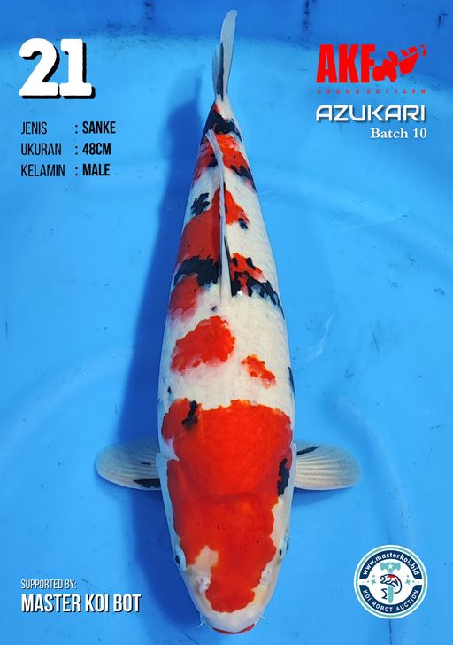 Lelang Koi Online, Jual Beli Ikan Koi, Pusat Jual Beli Koi, Info Lelang Koi Hari Ini, Platform Jual Beli Koi, Jual Beli Ikan Koi Online, Marketplace Ikan Koi, Jual Koi Terbaik, Tempat Beli Koi Berkualitas, Pasar Ikan Koi Online Terpercaya, Penjual Ikan Koi Terpercaya, Beli Koi Hias Online, Ikan Koi untuk Dijual, Koi Kualitas Terbaik, Toko Online Ikan Koi, Koi Hias Untuk Dijual, Jual Beli Ikan Koi Lokal, Koi Indonesia Online, Pusat Jual Beli Koi Terbesar