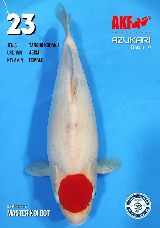 Lelang Koi Online, Jual Beli Ikan Koi, Pusat Jual Beli Koi, Info Lelang Koi Hari Ini, Platform Jual Beli Koi, Jual Beli Ikan Koi Online, Marketplace Ikan Koi, Jual Koi Terbaik, Tempat Beli Koi Berkualitas, Pasar Ikan Koi Online Terpercaya, Penjual Ikan Koi Terpercaya, Beli Koi Hias Online, Ikan Koi untuk Dijual, Koi Kualitas Terbaik, Toko Online Ikan Koi, Koi Hias Untuk Dijual, Jual Beli Ikan Koi Lokal, Koi Indonesia Online, Pusat Jual Beli Koi Terbesar