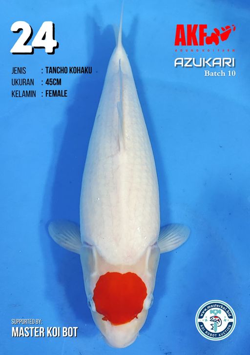 Lelang Koi Online, Jual Beli Ikan Koi, Pusat Jual Beli Koi, Info Lelang Koi Hari Ini, Platform Jual Beli Koi, Jual Beli Ikan Koi Online, Marketplace Ikan Koi, Jual Koi Terbaik, Tempat Beli Koi Berkualitas, Pasar Ikan Koi Online Terpercaya, Penjual Ikan Koi Terpercaya, Beli Koi Hias Online, Ikan Koi untuk Dijual, Koi Kualitas Terbaik, Toko Online Ikan Koi, Koi Hias Untuk Dijual, Jual Beli Ikan Koi Lokal, Koi Indonesia Online, Pusat Jual Beli Koi Terbesar