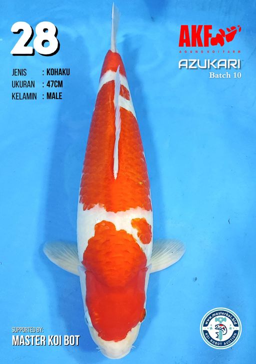 Lelang Koi Online, Jual Beli Ikan Koi, Pusat Jual Beli Koi, Info Lelang Koi Hari Ini, Platform Jual Beli Koi, Jual Beli Ikan Koi Online, Marketplace Ikan Koi, Jual Koi Terbaik, Tempat Beli Koi Berkualitas, Pasar Ikan Koi Online Terpercaya, Penjual Ikan Koi Terpercaya, Beli Koi Hias Online, Ikan Koi untuk Dijual, Koi Kualitas Terbaik, Toko Online Ikan Koi, Koi Hias Untuk Dijual, Jual Beli Ikan Koi Lokal, Koi Indonesia Online, Pusat Jual Beli Koi Terbesar
