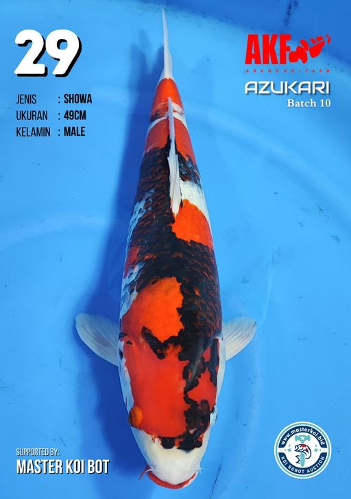 Lelang Koi Online, Jual Beli Ikan Koi, Pusat Jual Beli Koi, Info Lelang Koi Hari Ini, Platform Jual Beli Koi, Jual Beli Ikan Koi Online, Marketplace Ikan Koi, Jual Koi Terbaik, Tempat Beli Koi Berkualitas, Pasar Ikan Koi Online Terpercaya, Penjual Ikan Koi Terpercaya, Beli Koi Hias Online, Ikan Koi untuk Dijual, Koi Kualitas Terbaik, Toko Online Ikan Koi, Koi Hias Untuk Dijual, Jual Beli Ikan Koi Lokal, Koi Indonesia Online, Pusat Jual Beli Koi Terbesar