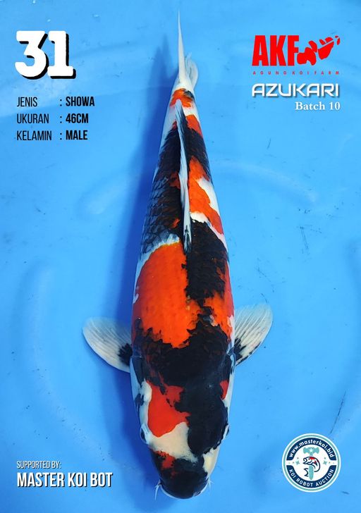 Lelang Koi Online, Jual Beli Ikan Koi, Pusat Jual Beli Koi, Info Lelang Koi Hari Ini, Platform Jual Beli Koi, Jual Beli Ikan Koi Online, Marketplace Ikan Koi, Jual Koi Terbaik, Tempat Beli Koi Berkualitas, Pasar Ikan Koi Online Terpercaya, Penjual Ikan Koi Terpercaya, Beli Koi Hias Online, Ikan Koi untuk Dijual, Koi Kualitas Terbaik, Toko Online Ikan Koi, Koi Hias Untuk Dijual, Jual Beli Ikan Koi Lokal, Koi Indonesia Online, Pusat Jual Beli Koi Terbesar