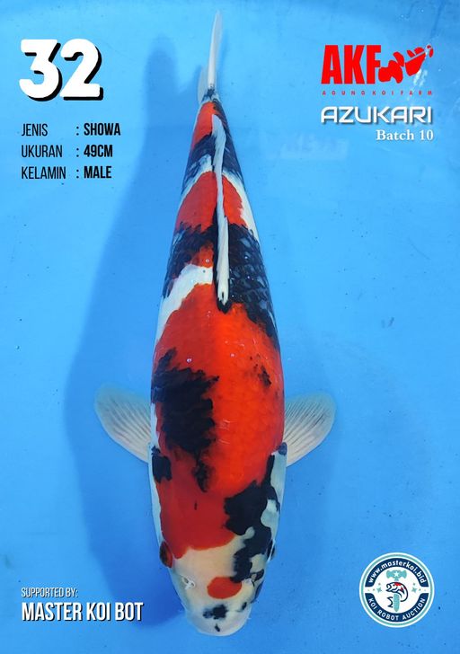 Lelang Koi Online, Jual Beli Ikan Koi, Pusat Jual Beli Koi, Info Lelang Koi Hari Ini, Platform Jual Beli Koi, Jual Beli Ikan Koi Online, Marketplace Ikan Koi, Jual Koi Terbaik, Tempat Beli Koi Berkualitas, Pasar Ikan Koi Online Terpercaya, Penjual Ikan Koi Terpercaya, Beli Koi Hias Online, Ikan Koi untuk Dijual, Koi Kualitas Terbaik, Toko Online Ikan Koi, Koi Hias Untuk Dijual, Jual Beli Ikan Koi Lokal, Koi Indonesia Online, Pusat Jual Beli Koi Terbesar
