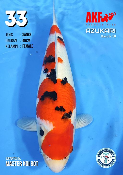 Lelang Koi Online, Jual Beli Ikan Koi, Pusat Jual Beli Koi, Info Lelang Koi Hari Ini, Platform Jual Beli Koi, Jual Beli Ikan Koi Online, Marketplace Ikan Koi, Jual Koi Terbaik, Tempat Beli Koi Berkualitas, Pasar Ikan Koi Online Terpercaya, Penjual Ikan Koi Terpercaya, Beli Koi Hias Online, Ikan Koi untuk Dijual, Koi Kualitas Terbaik, Toko Online Ikan Koi, Koi Hias Untuk Dijual, Jual Beli Ikan Koi Lokal, Koi Indonesia Online, Pusat Jual Beli Koi Terbesar