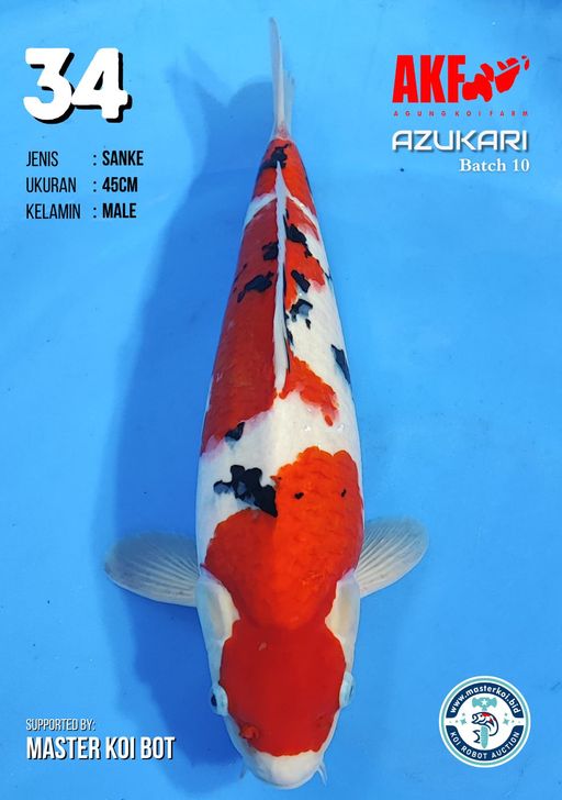 Lelang Koi Online, Jual Beli Ikan Koi, Pusat Jual Beli Koi, Info Lelang Koi Hari Ini, Platform Jual Beli Koi, Jual Beli Ikan Koi Online, Marketplace Ikan Koi, Jual Koi Terbaik, Tempat Beli Koi Berkualitas, Pasar Ikan Koi Online Terpercaya, Penjual Ikan Koi Terpercaya, Beli Koi Hias Online, Ikan Koi untuk Dijual, Koi Kualitas Terbaik, Toko Online Ikan Koi, Koi Hias Untuk Dijual, Jual Beli Ikan Koi Lokal, Koi Indonesia Online, Pusat Jual Beli Koi Terbesar