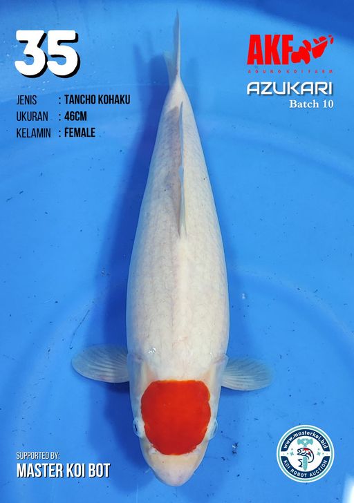 Lelang Koi Online, Jual Beli Ikan Koi, Pusat Jual Beli Koi, Info Lelang Koi Hari Ini, Platform Jual Beli Koi, Jual Beli Ikan Koi Online, Marketplace Ikan Koi, Jual Koi Terbaik, Tempat Beli Koi Berkualitas, Pasar Ikan Koi Online Terpercaya, Penjual Ikan Koi Terpercaya, Beli Koi Hias Online, Ikan Koi untuk Dijual, Koi Kualitas Terbaik, Toko Online Ikan Koi, Koi Hias Untuk Dijual, Jual Beli Ikan Koi Lokal, Koi Indonesia Online, Pusat Jual Beli Koi Terbesar