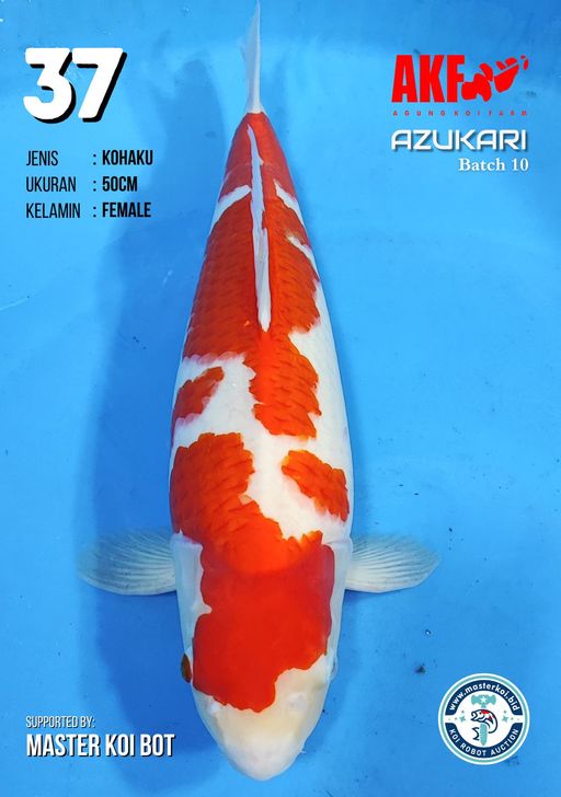 Lelang Koi Online, Jual Beli Ikan Koi, Pusat Jual Beli Koi, Info Lelang Koi Hari Ini, Platform Jual Beli Koi, Jual Beli Ikan Koi Online, Marketplace Ikan Koi, Jual Koi Terbaik, Tempat Beli Koi Berkualitas, Pasar Ikan Koi Online Terpercaya, Penjual Ikan Koi Terpercaya, Beli Koi Hias Online, Ikan Koi untuk Dijual, Koi Kualitas Terbaik, Toko Online Ikan Koi, Koi Hias Untuk Dijual, Jual Beli Ikan Koi Lokal, Koi Indonesia Online, Pusat Jual Beli Koi Terbesar