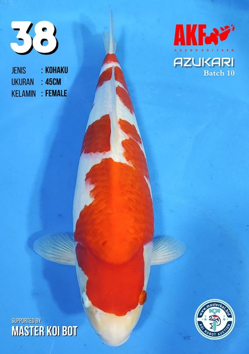 Lelang Koi Online, Jual Beli Ikan Koi, Pusat Jual Beli Koi, Info Lelang Koi Hari Ini, Platform Jual Beli Koi, Jual Beli Ikan Koi Online, Marketplace Ikan Koi, Jual Koi Terbaik, Tempat Beli Koi Berkualitas, Pasar Ikan Koi Online Terpercaya, Penjual Ikan Koi Terpercaya, Beli Koi Hias Online, Ikan Koi untuk Dijual, Koi Kualitas Terbaik, Toko Online Ikan Koi, Koi Hias Untuk Dijual, Jual Beli Ikan Koi Lokal, Koi Indonesia Online, Pusat Jual Beli Koi Terbesar