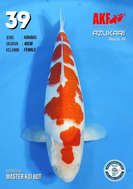 Lelang Koi Online, Jual Beli Ikan Koi, Pusat Jual Beli Koi, Info Lelang Koi Hari Ini, Platform Jual Beli Koi, Jual Beli Ikan Koi Online, Marketplace Ikan Koi, Jual Koi Terbaik, Tempat Beli Koi Berkualitas, Pasar Ikan Koi Online Terpercaya, Penjual Ikan Koi Terpercaya, Beli Koi Hias Online, Ikan Koi untuk Dijual, Koi Kualitas Terbaik, Toko Online Ikan Koi, Koi Hias Untuk Dijual, Jual Beli Ikan Koi Lokal, Koi Indonesia Online, Pusat Jual Beli Koi Terbesar