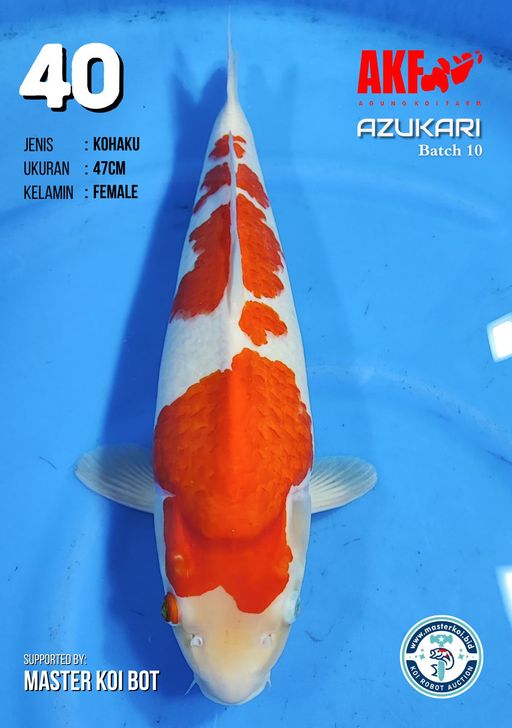 Lelang Koi Online, Jual Beli Ikan Koi, Pusat Jual Beli Koi, Info Lelang Koi Hari Ini, Platform Jual Beli Koi, Jual Beli Ikan Koi Online, Marketplace Ikan Koi, Jual Koi Terbaik, Tempat Beli Koi Berkualitas, Pasar Ikan Koi Online Terpercaya, Penjual Ikan Koi Terpercaya, Beli Koi Hias Online, Ikan Koi untuk Dijual, Koi Kualitas Terbaik, Toko Online Ikan Koi, Koi Hias Untuk Dijual, Jual Beli Ikan Koi Lokal, Koi Indonesia Online, Pusat Jual Beli Koi Terbesar
