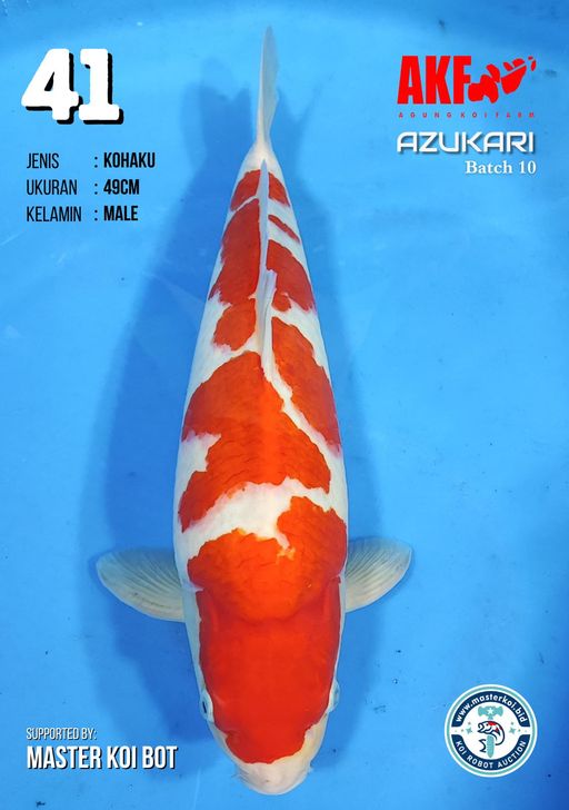 Lelang Koi Online, Jual Beli Ikan Koi, Pusat Jual Beli Koi, Info Lelang Koi Hari Ini, Platform Jual Beli Koi, Jual Beli Ikan Koi Online, Marketplace Ikan Koi, Jual Koi Terbaik, Tempat Beli Koi Berkualitas, Pasar Ikan Koi Online Terpercaya, Penjual Ikan Koi Terpercaya, Beli Koi Hias Online, Ikan Koi untuk Dijual, Koi Kualitas Terbaik, Toko Online Ikan Koi, Koi Hias Untuk Dijual, Jual Beli Ikan Koi Lokal, Koi Indonesia Online, Pusat Jual Beli Koi Terbesar