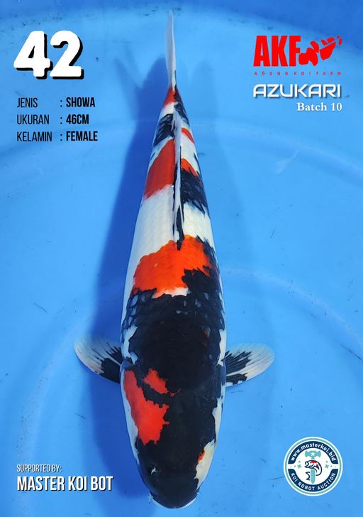 Lelang Koi Online, Jual Beli Ikan Koi, Pusat Jual Beli Koi, Info Lelang Koi Hari Ini, Platform Jual Beli Koi, Jual Beli Ikan Koi Online, Marketplace Ikan Koi, Jual Koi Terbaik, Tempat Beli Koi Berkualitas, Pasar Ikan Koi Online Terpercaya, Penjual Ikan Koi Terpercaya, Beli Koi Hias Online, Ikan Koi untuk Dijual, Koi Kualitas Terbaik, Toko Online Ikan Koi, Koi Hias Untuk Dijual, Jual Beli Ikan Koi Lokal, Koi Indonesia Online, Pusat Jual Beli Koi Terbesar