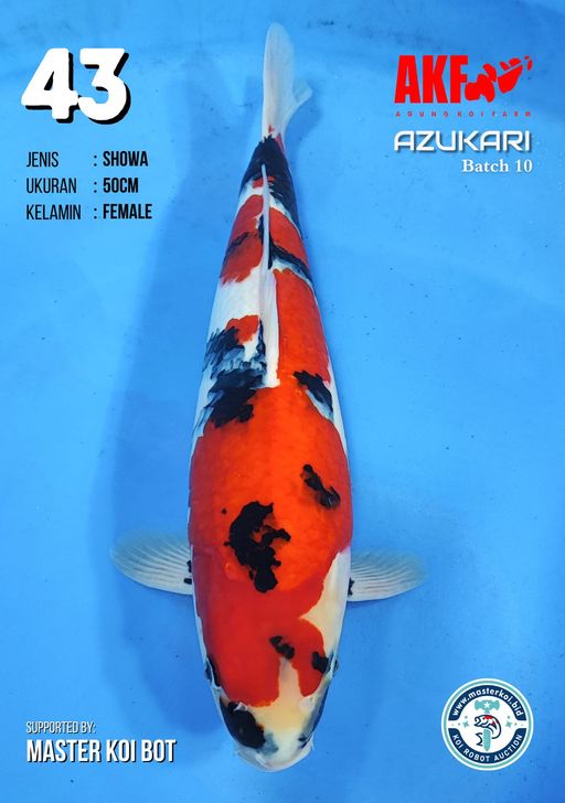 Lelang Koi Online, Jual Beli Ikan Koi, Pusat Jual Beli Koi, Info Lelang Koi Hari Ini, Platform Jual Beli Koi, Jual Beli Ikan Koi Online, Marketplace Ikan Koi, Jual Koi Terbaik, Tempat Beli Koi Berkualitas, Pasar Ikan Koi Online Terpercaya, Penjual Ikan Koi Terpercaya, Beli Koi Hias Online, Ikan Koi untuk Dijual, Koi Kualitas Terbaik, Toko Online Ikan Koi, Koi Hias Untuk Dijual, Jual Beli Ikan Koi Lokal, Koi Indonesia Online, Pusat Jual Beli Koi Terbesar