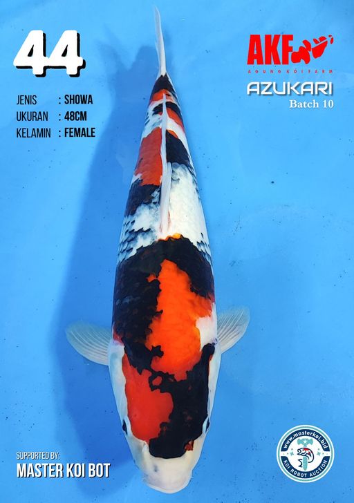 Lelang Koi Online, Jual Beli Ikan Koi, Pusat Jual Beli Koi, Info Lelang Koi Hari Ini, Platform Jual Beli Koi, Jual Beli Ikan Koi Online, Marketplace Ikan Koi, Jual Koi Terbaik, Tempat Beli Koi Berkualitas, Pasar Ikan Koi Online Terpercaya, Penjual Ikan Koi Terpercaya, Beli Koi Hias Online, Ikan Koi untuk Dijual, Koi Kualitas Terbaik, Toko Online Ikan Koi, Koi Hias Untuk Dijual, Jual Beli Ikan Koi Lokal, Koi Indonesia Online, Pusat Jual Beli Koi Terbesar