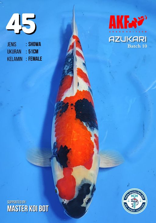 Lelang Koi Online, Jual Beli Ikan Koi, Pusat Jual Beli Koi, Info Lelang Koi Hari Ini, Platform Jual Beli Koi, Jual Beli Ikan Koi Online, Marketplace Ikan Koi, Jual Koi Terbaik, Tempat Beli Koi Berkualitas, Pasar Ikan Koi Online Terpercaya, Penjual Ikan Koi Terpercaya, Beli Koi Hias Online, Ikan Koi untuk Dijual, Koi Kualitas Terbaik, Toko Online Ikan Koi, Koi Hias Untuk Dijual, Jual Beli Ikan Koi Lokal, Koi Indonesia Online, Pusat Jual Beli Koi Terbesar