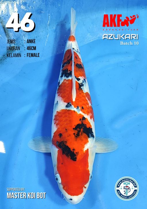 Lelang Koi Online, Jual Beli Ikan Koi, Pusat Jual Beli Koi, Info Lelang Koi Hari Ini, Platform Jual Beli Koi, Jual Beli Ikan Koi Online, Marketplace Ikan Koi, Jual Koi Terbaik, Tempat Beli Koi Berkualitas, Pasar Ikan Koi Online Terpercaya, Penjual Ikan Koi Terpercaya, Beli Koi Hias Online, Ikan Koi untuk Dijual, Koi Kualitas Terbaik, Toko Online Ikan Koi, Koi Hias Untuk Dijual, Jual Beli Ikan Koi Lokal, Koi Indonesia Online, Pusat Jual Beli Koi Terbesar