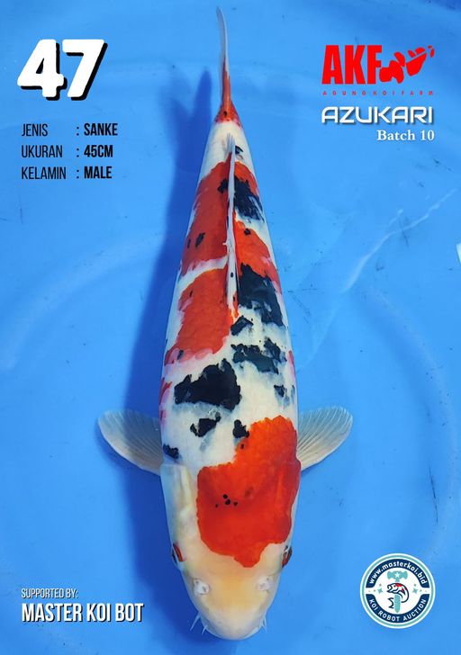 Lelang Koi Online, Jual Beli Ikan Koi, Pusat Jual Beli Koi, Info Lelang Koi Hari Ini, Platform Jual Beli Koi, Jual Beli Ikan Koi Online, Marketplace Ikan Koi, Jual Koi Terbaik, Tempat Beli Koi Berkualitas, Pasar Ikan Koi Online Terpercaya, Penjual Ikan Koi Terpercaya, Beli Koi Hias Online, Ikan Koi untuk Dijual, Koi Kualitas Terbaik, Toko Online Ikan Koi, Koi Hias Untuk Dijual, Jual Beli Ikan Koi Lokal, Koi Indonesia Online, Pusat Jual Beli Koi Terbesar