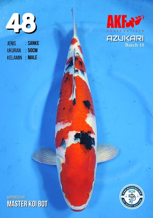 Lelang Koi Online, Jual Beli Ikan Koi, Pusat Jual Beli Koi, Info Lelang Koi Hari Ini, Platform Jual Beli Koi, Jual Beli Ikan Koi Online, Marketplace Ikan Koi, Jual Koi Terbaik, Tempat Beli Koi Berkualitas, Pasar Ikan Koi Online Terpercaya, Penjual Ikan Koi Terpercaya, Beli Koi Hias Online, Ikan Koi untuk Dijual, Koi Kualitas Terbaik, Toko Online Ikan Koi, Koi Hias Untuk Dijual, Jual Beli Ikan Koi Lokal, Koi Indonesia Online, Pusat Jual Beli Koi Terbesar