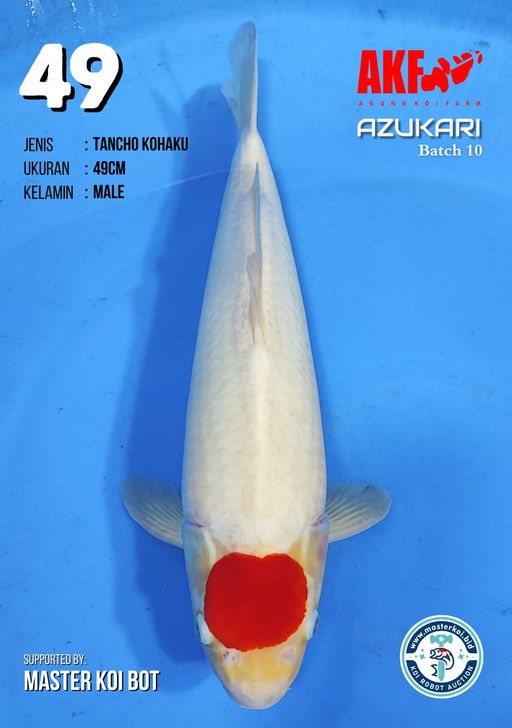 Lelang Koi Online, Jual Beli Ikan Koi, Pusat Jual Beli Koi, Info Lelang Koi Hari Ini, Platform Jual Beli Koi, Jual Beli Ikan Koi Online, Marketplace Ikan Koi, Jual Koi Terbaik, Tempat Beli Koi Berkualitas, Pasar Ikan Koi Online Terpercaya, Penjual Ikan Koi Terpercaya, Beli Koi Hias Online, Ikan Koi untuk Dijual, Koi Kualitas Terbaik, Toko Online Ikan Koi, Koi Hias Untuk Dijual, Jual Beli Ikan Koi Lokal, Koi Indonesia Online, Pusat Jual Beli Koi Terbesar