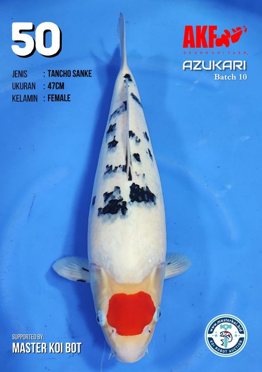 Lelang Koi Online, Jual Beli Ikan Koi, Pusat Jual Beli Koi, Info Lelang Koi Hari Ini, Platform Jual Beli Koi, Jual Beli Ikan Koi Online, Marketplace Ikan Koi, Jual Koi Terbaik, Tempat Beli Koi Berkualitas, Pasar Ikan Koi Online Terpercaya, Penjual Ikan Koi Terpercaya, Beli Koi Hias Online, Ikan Koi untuk Dijual, Koi Kualitas Terbaik, Toko Online Ikan Koi, Koi Hias Untuk Dijual, Jual Beli Ikan Koi Lokal, Koi Indonesia Online, Pusat Jual Beli Koi Terbesar