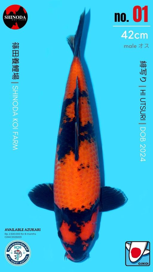 Lelang Koi Online, Jual Beli Ikan Koi, Pusat Jual Beli Koi, Info Lelang Koi Hari Ini, Platform Jual Beli Koi, Jual Beli Ikan Koi Online, Marketplace Ikan Koi, Jual Koi Terbaik, Tempat Beli Koi Berkualitas, Pasar Ikan Koi Online Terpercaya, Penjual Ikan Koi Terpercaya, Beli Koi Hias Online, Ikan Koi untuk Dijual, Koi Kualitas Terbaik, Toko Online Ikan Koi, Koi Hias Untuk Dijual, Jual Beli Ikan Koi Lokal, Koi Indonesia Online, Pusat Jual Beli Koi Terbesar