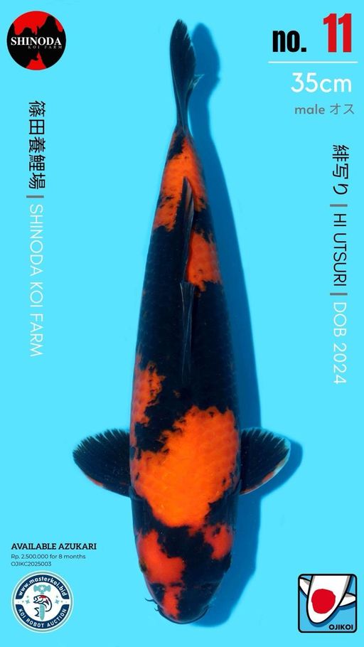 Lelang Koi Online, Jual Beli Ikan Koi, Pusat Jual Beli Koi, Info Lelang Koi Hari Ini, Platform Jual Beli Koi, Jual Beli Ikan Koi Online, Marketplace Ikan Koi, Jual Koi Terbaik, Tempat Beli Koi Berkualitas, Pasar Ikan Koi Online Terpercaya, Penjual Ikan Koi Terpercaya, Beli Koi Hias Online, Ikan Koi untuk Dijual, Koi Kualitas Terbaik, Toko Online Ikan Koi, Koi Hias Untuk Dijual, Jual Beli Ikan Koi Lokal, Koi Indonesia Online, Pusat Jual Beli Koi Terbesar