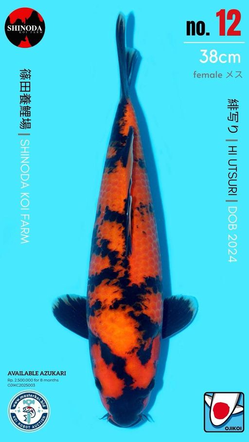 Lelang Koi Online, Jual Beli Ikan Koi, Pusat Jual Beli Koi, Info Lelang Koi Hari Ini, Platform Jual Beli Koi, Jual Beli Ikan Koi Online, Marketplace Ikan Koi, Jual Koi Terbaik, Tempat Beli Koi Berkualitas, Pasar Ikan Koi Online Terpercaya, Penjual Ikan Koi Terpercaya, Beli Koi Hias Online, Ikan Koi untuk Dijual, Koi Kualitas Terbaik, Toko Online Ikan Koi, Koi Hias Untuk Dijual, Jual Beli Ikan Koi Lokal, Koi Indonesia Online, Pusat Jual Beli Koi Terbesar