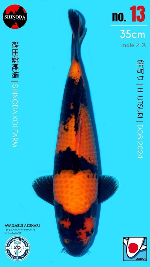 Lelang Koi Online, Jual Beli Ikan Koi, Pusat Jual Beli Koi, Info Lelang Koi Hari Ini, Platform Jual Beli Koi, Jual Beli Ikan Koi Online, Marketplace Ikan Koi, Jual Koi Terbaik, Tempat Beli Koi Berkualitas, Pasar Ikan Koi Online Terpercaya, Penjual Ikan Koi Terpercaya, Beli Koi Hias Online, Ikan Koi untuk Dijual, Koi Kualitas Terbaik, Toko Online Ikan Koi, Koi Hias Untuk Dijual, Jual Beli Ikan Koi Lokal, Koi Indonesia Online, Pusat Jual Beli Koi Terbesar