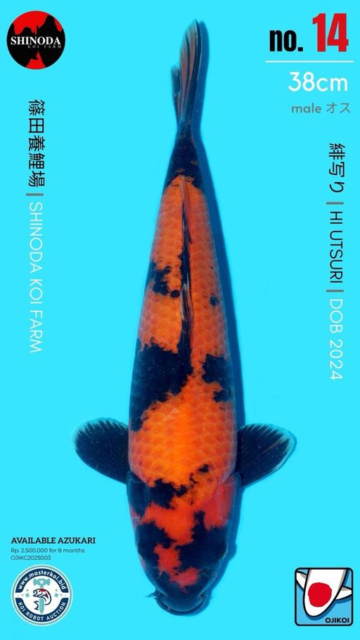 Lelang Koi Online, Jual Beli Ikan Koi, Pusat Jual Beli Koi, Info Lelang Koi Hari Ini, Platform Jual Beli Koi, Jual Beli Ikan Koi Online, Marketplace Ikan Koi, Jual Koi Terbaik, Tempat Beli Koi Berkualitas, Pasar Ikan Koi Online Terpercaya, Penjual Ikan Koi Terpercaya, Beli Koi Hias Online, Ikan Koi untuk Dijual, Koi Kualitas Terbaik, Toko Online Ikan Koi, Koi Hias Untuk Dijual, Jual Beli Ikan Koi Lokal, Koi Indonesia Online, Pusat Jual Beli Koi Terbesar