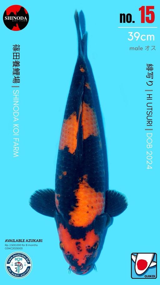 Lelang Koi Online, Jual Beli Ikan Koi, Pusat Jual Beli Koi, Info Lelang Koi Hari Ini, Platform Jual Beli Koi, Jual Beli Ikan Koi Online, Marketplace Ikan Koi, Jual Koi Terbaik, Tempat Beli Koi Berkualitas, Pasar Ikan Koi Online Terpercaya, Penjual Ikan Koi Terpercaya, Beli Koi Hias Online, Ikan Koi untuk Dijual, Koi Kualitas Terbaik, Toko Online Ikan Koi, Koi Hias Untuk Dijual, Jual Beli Ikan Koi Lokal, Koi Indonesia Online, Pusat Jual Beli Koi Terbesar