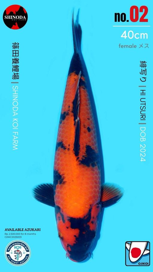 Lelang Koi Online, Jual Beli Ikan Koi, Pusat Jual Beli Koi, Info Lelang Koi Hari Ini, Platform Jual Beli Koi, Jual Beli Ikan Koi Online, Marketplace Ikan Koi, Jual Koi Terbaik, Tempat Beli Koi Berkualitas, Pasar Ikan Koi Online Terpercaya, Penjual Ikan Koi Terpercaya, Beli Koi Hias Online, Ikan Koi untuk Dijual, Koi Kualitas Terbaik, Toko Online Ikan Koi, Koi Hias Untuk Dijual, Jual Beli Ikan Koi Lokal, Koi Indonesia Online, Pusat Jual Beli Koi Terbesar