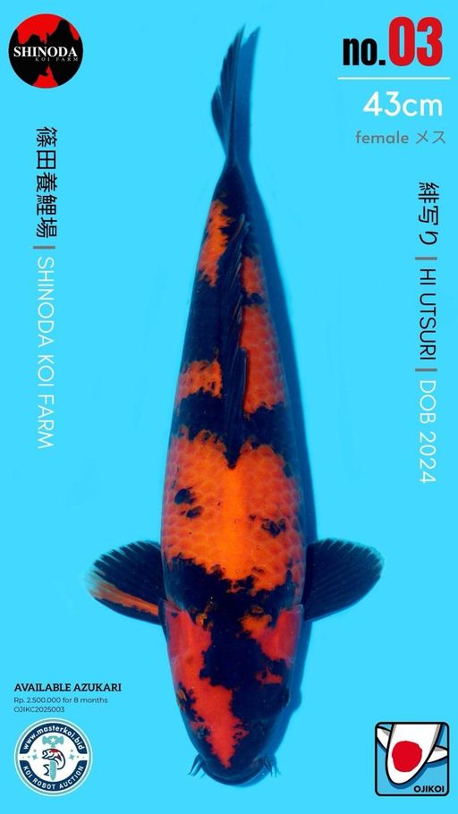 Lelang Koi Online, Jual Beli Ikan Koi, Pusat Jual Beli Koi, Info Lelang Koi Hari Ini, Platform Jual Beli Koi, Jual Beli Ikan Koi Online, Marketplace Ikan Koi, Jual Koi Terbaik, Tempat Beli Koi Berkualitas, Pasar Ikan Koi Online Terpercaya, Penjual Ikan Koi Terpercaya, Beli Koi Hias Online, Ikan Koi untuk Dijual, Koi Kualitas Terbaik, Toko Online Ikan Koi, Koi Hias Untuk Dijual, Jual Beli Ikan Koi Lokal, Koi Indonesia Online, Pusat Jual Beli Koi Terbesar