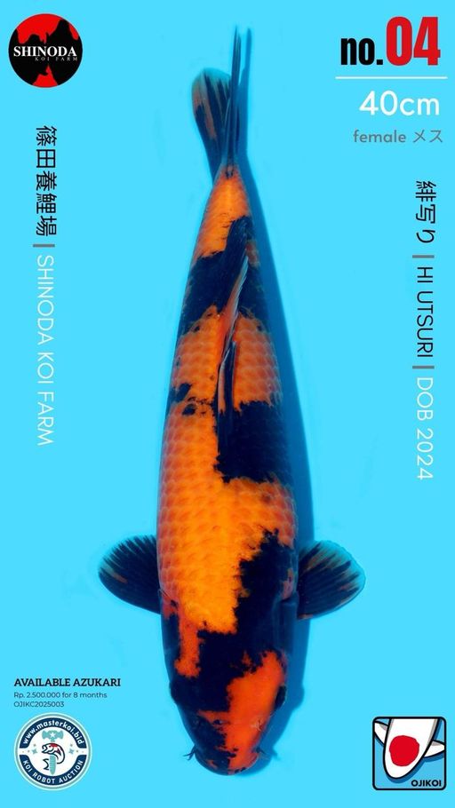Lelang Koi Online, Jual Beli Ikan Koi, Pusat Jual Beli Koi, Info Lelang Koi Hari Ini, Platform Jual Beli Koi, Jual Beli Ikan Koi Online, Marketplace Ikan Koi, Jual Koi Terbaik, Tempat Beli Koi Berkualitas, Pasar Ikan Koi Online Terpercaya, Penjual Ikan Koi Terpercaya, Beli Koi Hias Online, Ikan Koi untuk Dijual, Koi Kualitas Terbaik, Toko Online Ikan Koi, Koi Hias Untuk Dijual, Jual Beli Ikan Koi Lokal, Koi Indonesia Online, Pusat Jual Beli Koi Terbesar