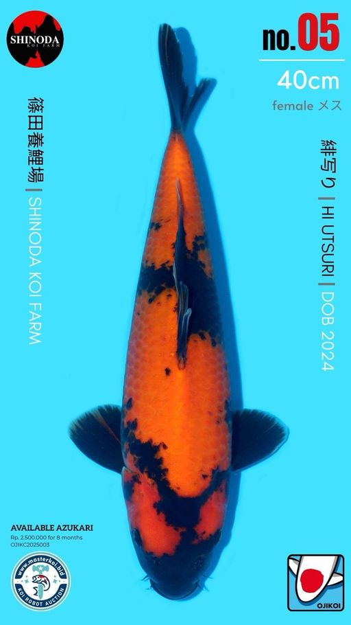 Lelang Koi Online, Jual Beli Ikan Koi, Pusat Jual Beli Koi, Info Lelang Koi Hari Ini, Platform Jual Beli Koi, Jual Beli Ikan Koi Online, Marketplace Ikan Koi, Jual Koi Terbaik, Tempat Beli Koi Berkualitas, Pasar Ikan Koi Online Terpercaya, Penjual Ikan Koi Terpercaya, Beli Koi Hias Online, Ikan Koi untuk Dijual, Koi Kualitas Terbaik, Toko Online Ikan Koi, Koi Hias Untuk Dijual, Jual Beli Ikan Koi Lokal, Koi Indonesia Online, Pusat Jual Beli Koi Terbesar