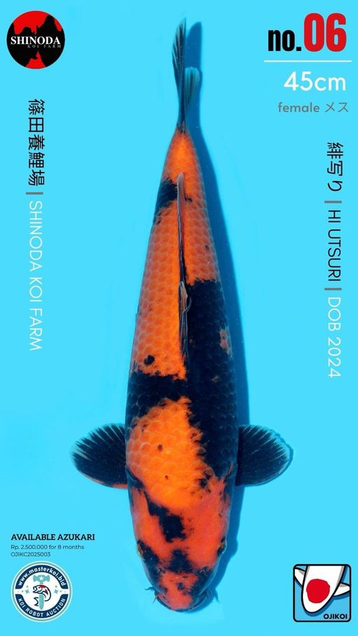 Lelang Koi Online, Jual Beli Ikan Koi, Pusat Jual Beli Koi, Info Lelang Koi Hari Ini, Platform Jual Beli Koi, Jual Beli Ikan Koi Online, Marketplace Ikan Koi, Jual Koi Terbaik, Tempat Beli Koi Berkualitas, Pasar Ikan Koi Online Terpercaya, Penjual Ikan Koi Terpercaya, Beli Koi Hias Online, Ikan Koi untuk Dijual, Koi Kualitas Terbaik, Toko Online Ikan Koi, Koi Hias Untuk Dijual, Jual Beli Ikan Koi Lokal, Koi Indonesia Online, Pusat Jual Beli Koi Terbesar
