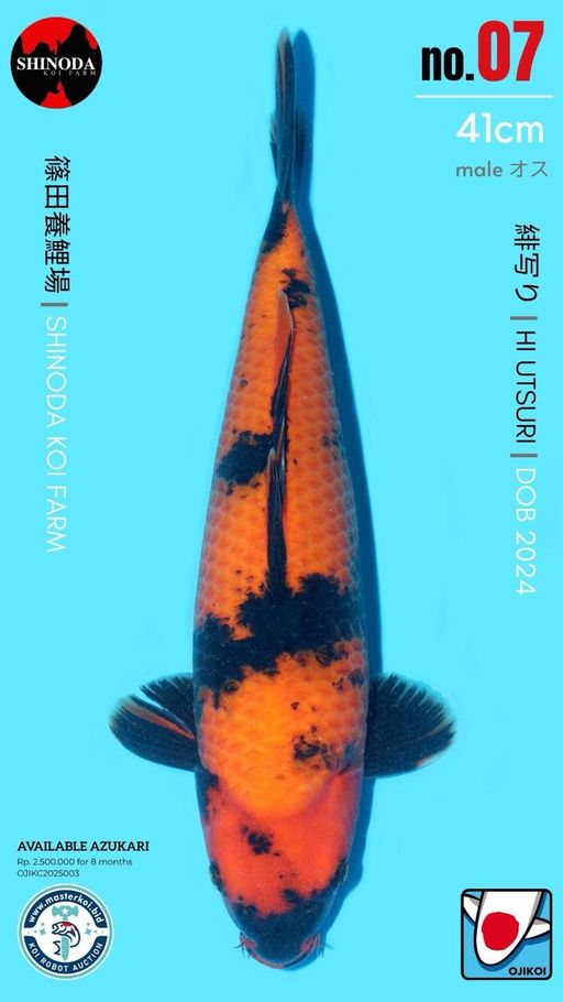 Lelang Koi Online, Jual Beli Ikan Koi, Pusat Jual Beli Koi, Info Lelang Koi Hari Ini, Platform Jual Beli Koi, Jual Beli Ikan Koi Online, Marketplace Ikan Koi, Jual Koi Terbaik, Tempat Beli Koi Berkualitas, Pasar Ikan Koi Online Terpercaya, Penjual Ikan Koi Terpercaya, Beli Koi Hias Online, Ikan Koi untuk Dijual, Koi Kualitas Terbaik, Toko Online Ikan Koi, Koi Hias Untuk Dijual, Jual Beli Ikan Koi Lokal, Koi Indonesia Online, Pusat Jual Beli Koi Terbesar