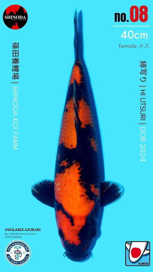 Lelang Koi Online, Jual Beli Ikan Koi, Pusat Jual Beli Koi, Info Lelang Koi Hari Ini, Platform Jual Beli Koi, Jual Beli Ikan Koi Online, Marketplace Ikan Koi, Jual Koi Terbaik, Tempat Beli Koi Berkualitas, Pasar Ikan Koi Online Terpercaya, Penjual Ikan Koi Terpercaya, Beli Koi Hias Online, Ikan Koi untuk Dijual, Koi Kualitas Terbaik, Toko Online Ikan Koi, Koi Hias Untuk Dijual, Jual Beli Ikan Koi Lokal, Koi Indonesia Online, Pusat Jual Beli Koi Terbesar