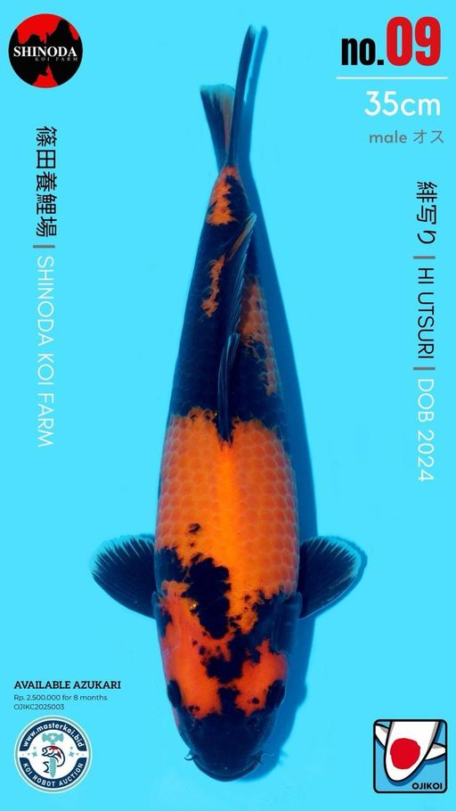 Lelang Koi Online, Jual Beli Ikan Koi, Pusat Jual Beli Koi, Info Lelang Koi Hari Ini, Platform Jual Beli Koi, Jual Beli Ikan Koi Online, Marketplace Ikan Koi, Jual Koi Terbaik, Tempat Beli Koi Berkualitas, Pasar Ikan Koi Online Terpercaya, Penjual Ikan Koi Terpercaya, Beli Koi Hias Online, Ikan Koi untuk Dijual, Koi Kualitas Terbaik, Toko Online Ikan Koi, Koi Hias Untuk Dijual, Jual Beli Ikan Koi Lokal, Koi Indonesia Online, Pusat Jual Beli Koi Terbesar