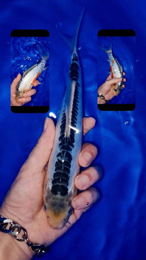 Lelang Koi Online, Jual Beli Ikan Koi, Pusat Jual Beli Koi, Info Lelang Koi Hari Ini, Platform Jual Beli Koi, Jual Beli Ikan Koi Online, Marketplace Ikan Koi, Jual Koi Terbaik, Tempat Beli Koi Berkualitas, Pasar Ikan Koi Online Terpercaya, Penjual Ikan Koi Terpercaya, Beli Koi Hias Online, Ikan Koi untuk Dijual, Koi Kualitas Terbaik, Toko Online Ikan Koi, Koi Hias Untuk Dijual, Jual Beli Ikan Koi Lokal, Koi Indonesia Online, Pusat Jual Beli Koi Terbesar
