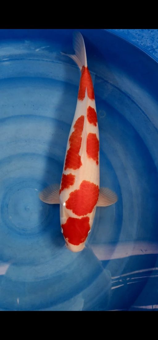 Lelang Koi Online, Jual Beli Ikan Koi, Pusat Jual Beli Koi, Info Lelang Koi Hari Ini, Platform Jual Beli Koi, Jual Beli Ikan Koi Online, Marketplace Ikan Koi, Jual Koi Terbaik, Tempat Beli Koi Berkualitas, Pasar Ikan Koi Online Terpercaya, Penjual Ikan Koi Terpercaya, Beli Koi Hias Online, Ikan Koi untuk Dijual, Koi Kualitas Terbaik, Toko Online Ikan Koi, Koi Hias Untuk Dijual, Jual Beli Ikan Koi Lokal, Koi Indonesia Online, Pusat Jual Beli Koi Terbesar