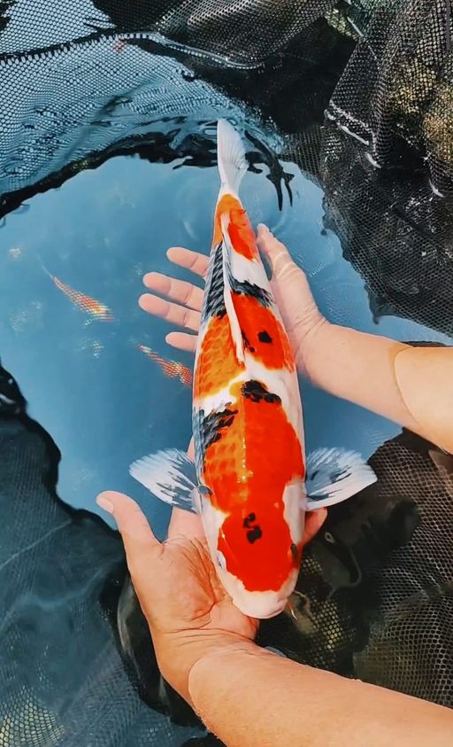 Lelang Koi Online, Jual Beli Ikan Koi, Pusat Jual Beli Koi, Info Lelang Koi Hari Ini, Platform Jual Beli Koi, Jual Beli Ikan Koi Online, Marketplace Ikan Koi, Jual Koi Terbaik, Tempat Beli Koi Berkualitas, Pasar Ikan Koi Online Terpercaya, Penjual Ikan Koi Terpercaya, Beli Koi Hias Online, Ikan Koi untuk Dijual, Koi Kualitas Terbaik, Toko Online Ikan Koi, Koi Hias Untuk Dijual, Jual Beli Ikan Koi Lokal, Koi Indonesia Online, Pusat Jual Beli Koi Terbesar