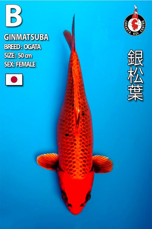 Lelang Koi Online, Jual Beli Ikan Koi, Pusat Jual Beli Koi, Info Lelang Koi Hari Ini, Platform Jual Beli Koi, Jual Beli Ikan Koi Online, Marketplace Ikan Koi, Jual Koi Terbaik, Tempat Beli Koi Berkualitas, Pasar Ikan Koi Online Terpercaya, Penjual Ikan Koi Terpercaya, Beli Koi Hias Online, Ikan Koi untuk Dijual, Koi Kualitas Terbaik, Toko Online Ikan Koi, Koi Hias Untuk Dijual, Jual Beli Ikan Koi Lokal, Koi Indonesia Online, Pusat Jual Beli Koi Terbesar