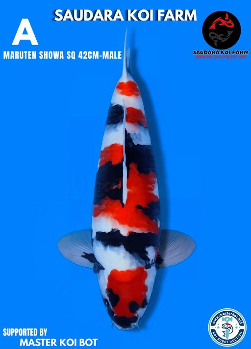 Lelang Koi Online, Jual Beli Ikan Koi, Pusat Jual Beli Koi, Info Lelang Koi Hari Ini, Platform Jual Beli Koi, Jual Beli Ikan Koi Online, Marketplace Ikan Koi, Jual Koi Terbaik, Tempat Beli Koi Berkualitas, Pasar Ikan Koi Online Terpercaya, Penjual Ikan Koi Terpercaya, Beli Koi Hias Online, Ikan Koi untuk Dijual, Koi Kualitas Terbaik, Toko Online Ikan Koi, Koi Hias Untuk Dijual, Jual Beli Ikan Koi Lokal, Koi Indonesia Online, Pusat Jual Beli Koi Terbesar