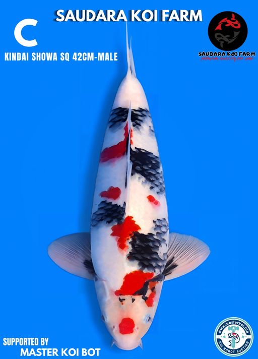 Lelang Koi Online, Jual Beli Ikan Koi, Pusat Jual Beli Koi, Info Lelang Koi Hari Ini, Platform Jual Beli Koi, Jual Beli Ikan Koi Online, Marketplace Ikan Koi, Jual Koi Terbaik, Tempat Beli Koi Berkualitas, Pasar Ikan Koi Online Terpercaya, Penjual Ikan Koi Terpercaya, Beli Koi Hias Online, Ikan Koi untuk Dijual, Koi Kualitas Terbaik, Toko Online Ikan Koi, Koi Hias Untuk Dijual, Jual Beli Ikan Koi Lokal, Koi Indonesia Online, Pusat Jual Beli Koi Terbesar