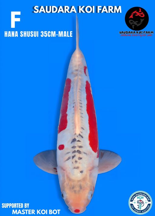 Lelang Koi Online, Jual Beli Ikan Koi, Pusat Jual Beli Koi, Info Lelang Koi Hari Ini, Platform Jual Beli Koi, Jual Beli Ikan Koi Online, Marketplace Ikan Koi, Jual Koi Terbaik, Tempat Beli Koi Berkualitas, Pasar Ikan Koi Online Terpercaya, Penjual Ikan Koi Terpercaya, Beli Koi Hias Online, Ikan Koi untuk Dijual, Koi Kualitas Terbaik, Toko Online Ikan Koi, Koi Hias Untuk Dijual, Jual Beli Ikan Koi Lokal, Koi Indonesia Online, Pusat Jual Beli Koi Terbesar