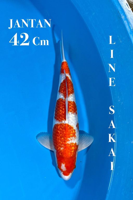 Lelang Koi Online, Jual Beli Ikan Koi, Pusat Jual Beli Koi, Info Lelang Koi Hari Ini, Platform Jual Beli Koi, Jual Beli Ikan Koi Online, Marketplace Ikan Koi, Jual Koi Terbaik, Tempat Beli Koi Berkualitas, Pasar Ikan Koi Online Terpercaya, Penjual Ikan Koi Terpercaya, Beli Koi Hias Online, Ikan Koi untuk Dijual, Koi Kualitas Terbaik, Toko Online Ikan Koi, Koi Hias Untuk Dijual, Jual Beli Ikan Koi Lokal, Koi Indonesia Online, Pusat Jual Beli Koi Terbesar