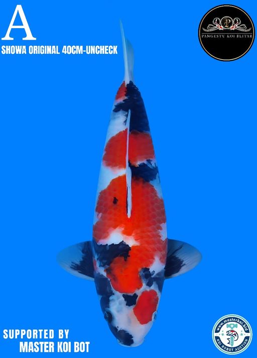 Lelang Koi Online, Jual Beli Ikan Koi, Pusat Jual Beli Koi, Info Lelang Koi Hari Ini, Platform Jual Beli Koi, Jual Beli Ikan Koi Online, Marketplace Ikan Koi, Jual Koi Terbaik, Tempat Beli Koi Berkualitas, Pasar Ikan Koi Online Terpercaya, Penjual Ikan Koi Terpercaya, Beli Koi Hias Online, Ikan Koi untuk Dijual, Koi Kualitas Terbaik, Toko Online Ikan Koi, Koi Hias Untuk Dijual, Jual Beli Ikan Koi Lokal, Koi Indonesia Online, Pusat Jual Beli Koi Terbesar